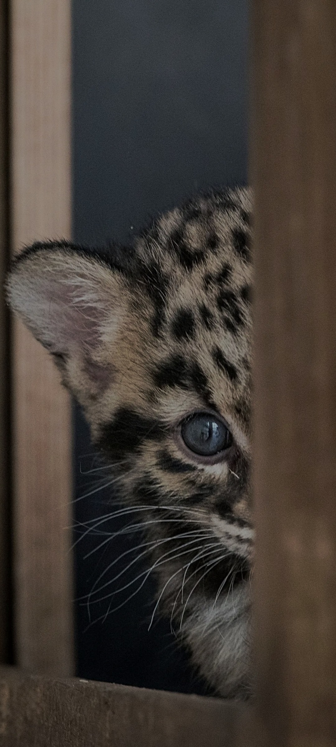 Muhammet - Virton - Luxembourg | Plan Cul